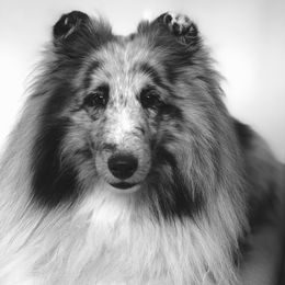 Shetland Sheepdogs from Cielito Lindo Shelties