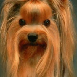 Yorkshire Terrier All Grown Up from Shelby Stevens