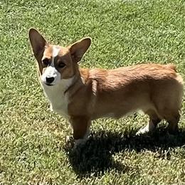 Shiloh - Pembroke Welsh Corgi