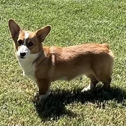Shiloh - Pembroke Welsh Corgi