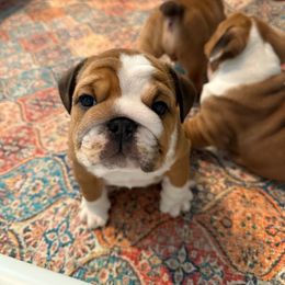 Bulldog Puppies from DR BULLDOGS