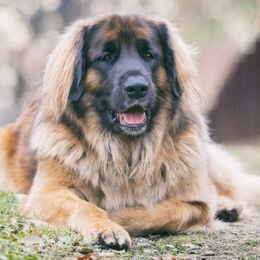 Leonbergers from Water’s Edge Leonbergers