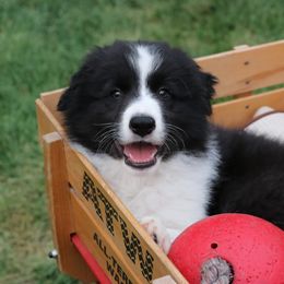 Border Collie Puppies from Bold North Border Collies