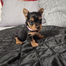 Belaire - Black and tan female Yorkshire Terrier puppy in Sidney, Ohio from Little Yorkie World