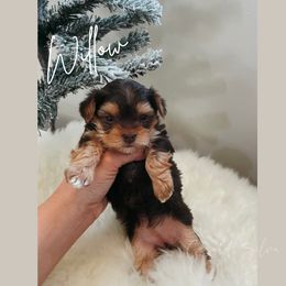 French Bulldog and Yorkshire Terrier Puppies from Casa De Silva LLC