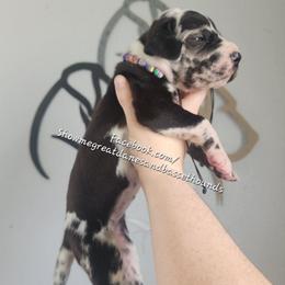 Purple Collar - Harlequin female Great Dane puppy in Alton, Illinois from Show Me Great Danes and Basset Hounds
