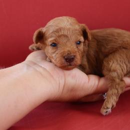 Rosie Red - Red  female Poodle puppy in Goliad, Texas from Sassy Lil Aussies and Diamond W Poodles