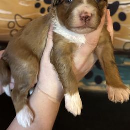 Boy 1 - Brown merle male Aussiedoodle puppy in Hillsboro, Illinois from Perfect Paws Puppies