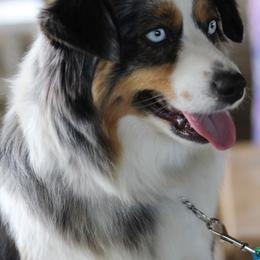 Australian Shepherd, Miniature American Shepherd, Miniature Australian Shepherd, and Toy Australian Shepherd Puppies from LongMile Aussies