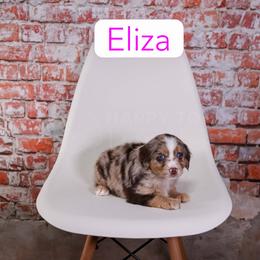 Eliza - Red merle female Assorted Doodle Crosses puppy in Calhoun, Georgia from Happy Top Doodles