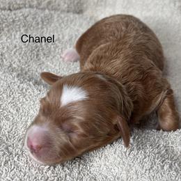 Chanel - Red  female Goldendoodle puppy in Colorado Springs, Colorado from Pikes Peak Doodles