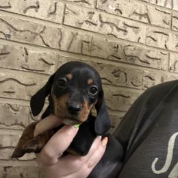 Cocoa - Black and tan male Dachshund puppy in Athens, Texas from County Road Puppies