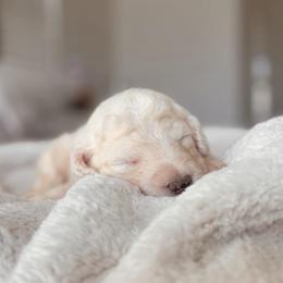 Spectra, Girl - Yellow and white female Bernedoodle puppy in Maricopa, Arizona from Desert Ridge Doodles