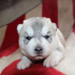 Goldie - Gray and white female Siberian Husky puppy in Le Sueur, Minnesota from Tevana Siberians LLC