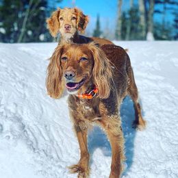 English Cocker Spaniel All Grown Up from Rooster Team One