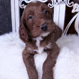 Goldendoodle and Poodle Puppies from Northern Heart Standards