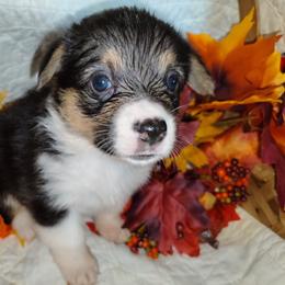 Molly - Black and tan female Pembroke Welsh Corgi puppy in Saltville, Virginia from Kathy's Corgis