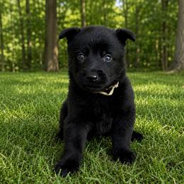 Gray Collar - Black male German Shepherd puppy in Casscoe, Arkansas from Crown H Shepherds