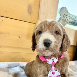 Boy 3 - Apricot male Irish Doodle puppy in Bloomfield, Iowa from Schooley Doodles