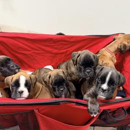 Boxer Puppies from Shalyce Pifer