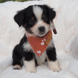 Boone - Black tri male Toy Australian Shepherd puppy in Austin, Texas from ATX Mini Aussies