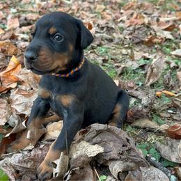 Knox - Black and rust male Doberman Pinscher puppy in Toney, Alabama from Bhon Mhuir Dobermanns