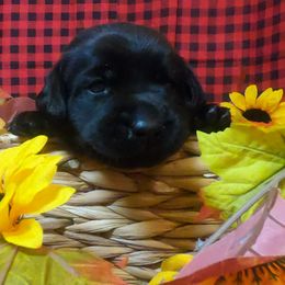 Labrador Retriever Puppies from Lush Haven Retrievers