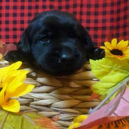 Labrador Retriever Puppies from Lush Haven Retrievers