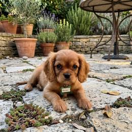 Benson - Ruby male Cavalier King Charles Spaniel puppy in Pennsylvania from Julie's Cavalier King Charles Spaniels