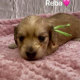 Reba AKC 2800 - Cream female Dachshund puppy in Jena, Louisiana from Amy’s Mini Doxies