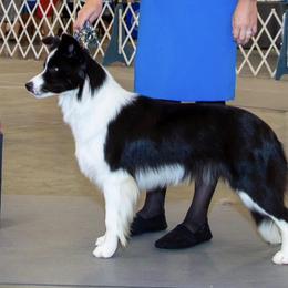 Gabbie - Border Collie