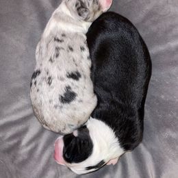 Australian Shepherd, Miniature American Shepherd, and Toy Australian Shepherd Puppies from Ahhmazing Aussies Arizona