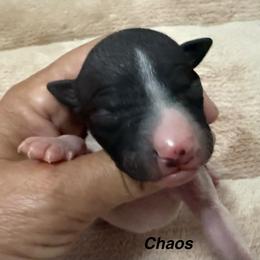 Chaos - White and black male American Hairless Terrier puppy in Buckingham, Illinois from Gaus Hof