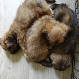 Lhasa Apso Puppies from Lauren McGlynn's Lhasa Apso Puppies