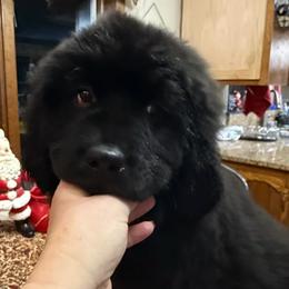 Hera - Black female Newfoundland puppy in Saukville, Wisconsin from Crossroads Canines ~ Brussels Griffon and Newfoundland Dogs
