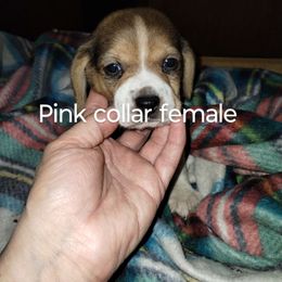 Girl 3 - Beagle puppy from Lacy's Beagles