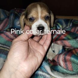 Girl 3 - Beagle puppy from Lacy's Beagles