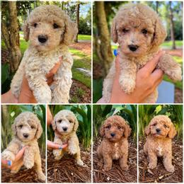 Goldendoodle puppies from Magnolia Doodles of Southern Miss