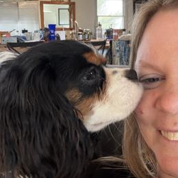 Chappy - Tri-color male Cavalier King Charles Spaniel puppy in Jersey Shore, Pennsylvania from FairHawk Downs