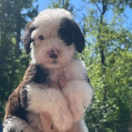 Harp - Black and white female Sheepadoodle puppy in Rocky Point, North Carolina from CelticDoods