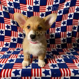 Pink Stripe - Red female Miniature Pinscher puppy in Eaton, New York from Snomoon Miniature Pinschers  & Pembroke Welsh Corgi