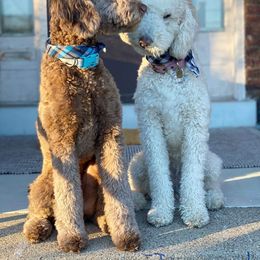 Goldendoodle All Grown Up from Lavender Field Doodles
