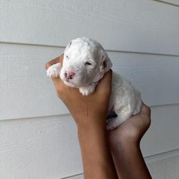 Buzz - Cream male Goldendoodle puppy in Katy, Texas from Sweet T Doodles