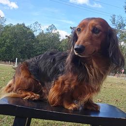 Qaletaqa - Dachshund