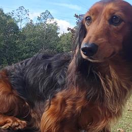 Qaletaqa - Dachshund