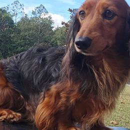 Qaletaqa - Dachshund