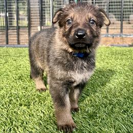 Onyx - Black and tan male German Shepherd puppy in Sonora, California from Elite Haus K9