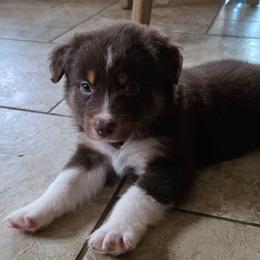 Barcelo 4 - Red tri-color male Australian Shepherd puppy in Solon, Maine from Mountain Range Australian Shepherds