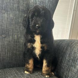 Maggie - Tri-color female Bernedoodle puppy in Arabi, Georgia from Huckadoodle Farm
