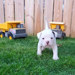 American Bulldogs from Kentucky Classic American Bulldogs